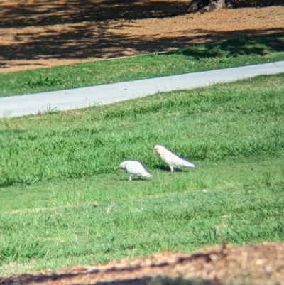 Cacatua tenuirostris (Long-billed Corella) at Sherwood, QLD - 29 Nov 2023 by Darcy