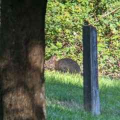 Thylogale thetis (Red-necked Pademelon) at D'Aguilar National Park - 30 Nov 2023 by Darcy