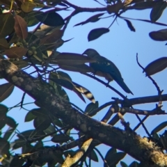 Ptilinopus magnificus (Wompoo Fruit-dove) at D'Aguilar National Park - 30 Nov 2023 by Darcy