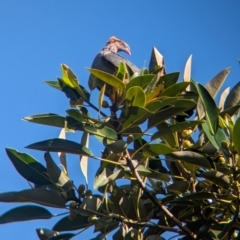 Lopholaimus antarcticus (Topknot Pigeon) at D'Aguilar National Park - 30 Nov 2023 by Darcy