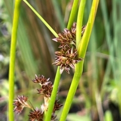 Juncus phaeanthus (Dark-flower Rush) at Paddys River, ACT - 21 Jan 2023 by JaneR