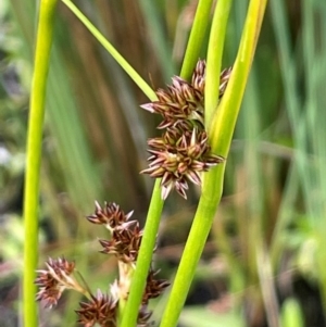 Juncus phaeanthus at Gibraltar Pines - 21 Jan 2023