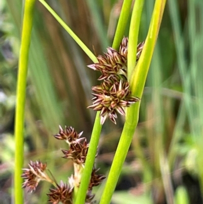 Juncus phaeanthus (Dark-flower Rush) at Paddys River, ACT - 21 Jan 2023 by JaneR