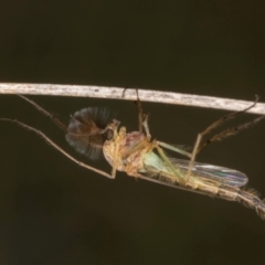 Chironomidae (family) (Non-biting Midge) at Umbagong District Park - 3 Dec 2023 by kasiaaus