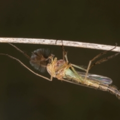 Chironomidae (family) (Non-biting Midge) at Latham, ACT - 3 Dec 2023 by kasiaaus