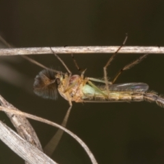 Chironomidae (family) at Blue Devil Grassland, Umbagong Park (BDG) - 3 Dec 2023 03:36 PM