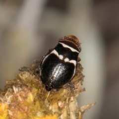 Bathyllus albicinctus (Spittlebug, Froghopper) at Umbagong District Park - 3 Dec 2023 by kasiaaus