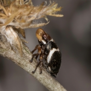 Bathyllus albicinctus at Umbagong District Park - 3 Dec 2023 03:54 PM