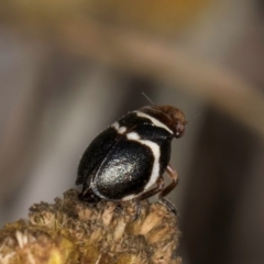 Bathyllus albicinctus at Umbagong District Park - 3 Dec 2023