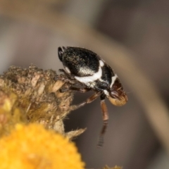 Bathyllus albicinctus at Umbagong District Park - 3 Dec 2023