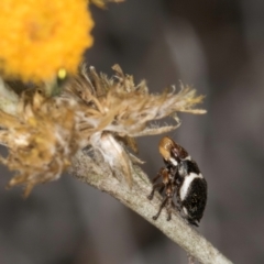 Bathyllus albicinctus at Umbagong District Park - 3 Dec 2023