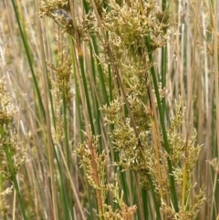 Juncus alexandri subsp. alexandri at Paddys River, ACT - 21 Jan 2023 by JaneR