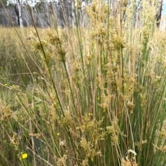 Juncus alexandri subsp. alexandri at Gibraltar Pines - 21 Jan 2023