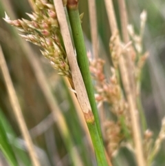 Juncus alexandri subsp. alexandri at Gibraltar Pines - 21 Jan 2023 02:58 PM