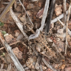 Pycnostictus sp. (genus) at Umbagong District Park - 3 Dec 2023 03:56 PM