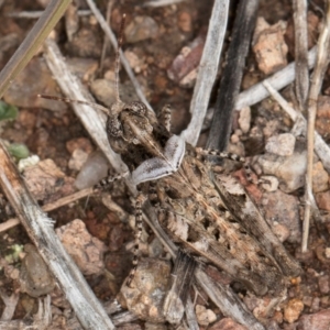 Pycnostictus sp. (genus) at Umbagong District Park - 3 Dec 2023