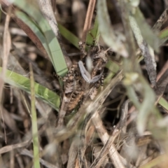 Pycnostictus sp. (genus) at Umbagong District Park - 3 Dec 2023 03:56 PM