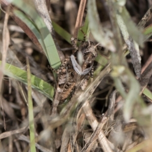 Pycnostictus sp. (genus) at Umbagong District Park - 3 Dec 2023 03:56 PM