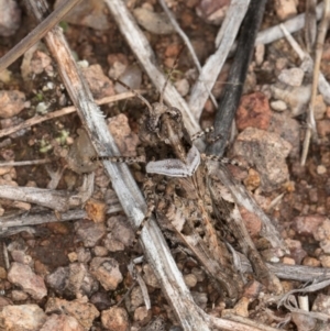 Pycnostictus sp. (genus) at Umbagong District Park - 3 Dec 2023 03:56 PM
