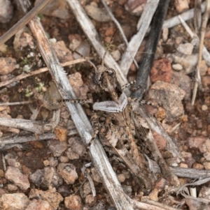 Pycnostictus sp. (genus) at Umbagong District Park - 3 Dec 2023