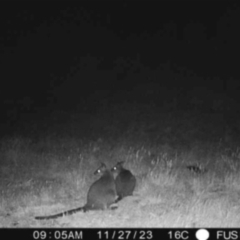 Wallabia bicolor (Swamp Wallaby) at Boorowa, NSW - 26 Nov 2023 by amakeig