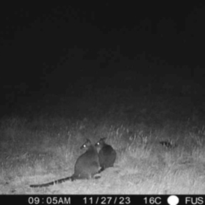 Wallabia bicolor (Swamp Wallaby) at Boorowa, NSW - 27 Nov 2023 by amakeig
