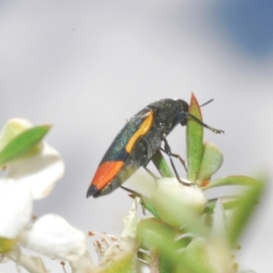 Castiarina kerremansi at Black Mountain - 3 Dec 2023 02:25 PM