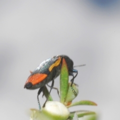 Castiarina kerremansi at Black Mountain - 3 Dec 2023 02:25 PM