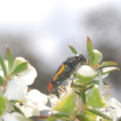 Castiarina kerremansi at Black Mountain - 3 Dec 2023 02:25 PM