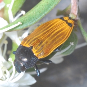 Castiarina balteata at Black Mountain - 3 Dec 2023 02:17 PM