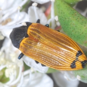 Castiarina balteata at Black Mountain - 3 Dec 2023