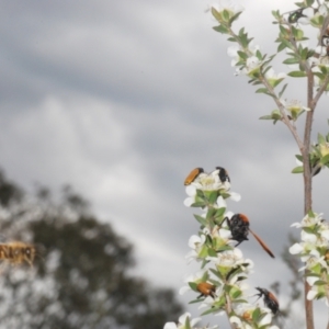 Castiarina balteata at Black Mountain - 3 Dec 2023