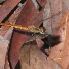 Nannodiplax rubra (Pygmy Percher) at Sippy Downs, QLD - 22 Nov 2023 by Harrisi