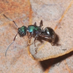 Polyrhachis hookeri (Spiny ant) at Sippy Downs, QLD - 22 Nov 2023 by Harrisi