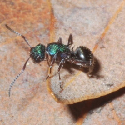 Unidentified Ant (Hymenoptera, Formicidae) at Sippy Downs, QLD - 22 Nov 2023 by Harrisi