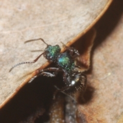 Polyrhachis hookeri at Sippy Downs, QLD - 22 Nov 2023 06:24 PM