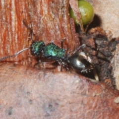 Polyrhachis hookeri at Sippy Downs, QLD - 22 Nov 2023 06:24 PM