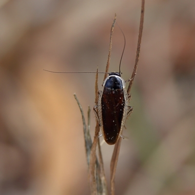 Johnrehnia concisa (A native cockroach) at Higgins Woodland - 3 Dec 2023 by Trevor