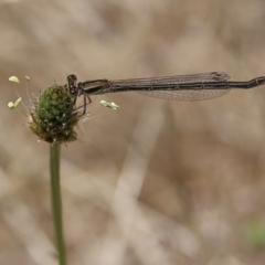 Ischnura aurora (Aurora Bluetail) at Higgins, ACT - 3 Dec 2023 by Trevor