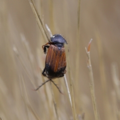 Phyllotocus navicularis (Nectar scarab) at Higgins Woodland - 3 Dec 2023 by Trevor