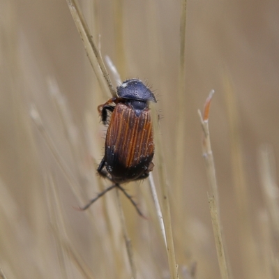 Phyllotocus navicularis (Nectar scarab) at Higgins, ACT - 3 Dec 2023 by Trevor