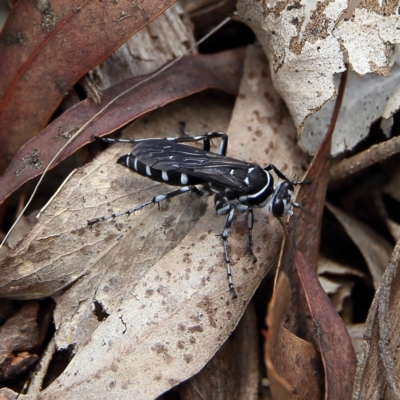 Turneromyia sp. (genus) (Zebra spider wasp) at Higgins, ACT - 3 Dec 2023 by Trevor