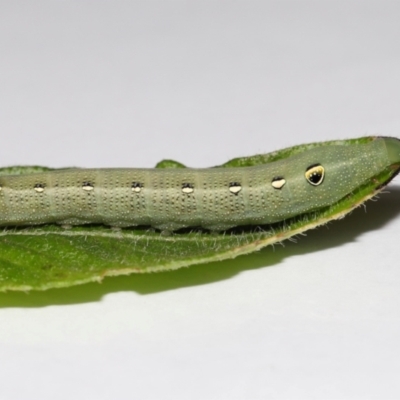 Hippotion celerio (Vine Hawk Moth) at Wellington Point, QLD - 23 Oct 2023 by TimL