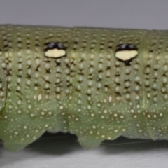 Hippotion celerio (Vine Hawk Moth) at Wellington Point, QLD - 23 Oct 2023 by TimL