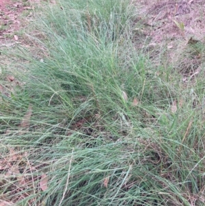 Eragrostis curvula at Mount Majura - 3 Dec 2023 06:16 PM