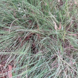 Eragrostis curvula at Mount Majura - 3 Dec 2023 06:16 PM