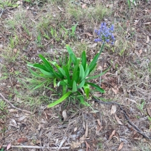 Agapanthus praecox subsp. orientalis at Mount Majura - 3 Dec 2023