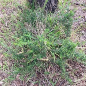 Grevillea sp. at Mount Majura - 3 Dec 2023 06:22 PM