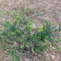 Grevillea sp. at Mount Majura - 3 Dec 2023