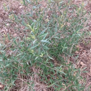 Olea europaea subsp. cuspidata at Mount Majura - 3 Dec 2023